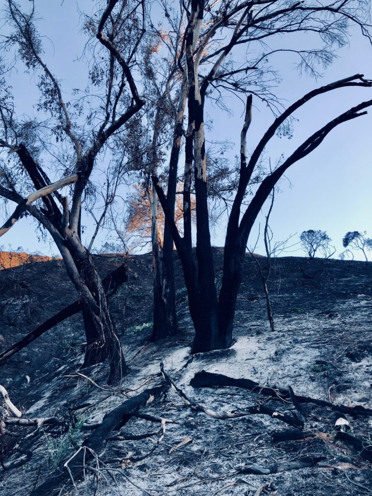 This work is licensed under a Creative Commons Attribution-NonCommercial 4.0 International License by Kenley Neufeld Burnt Tree - Close Up