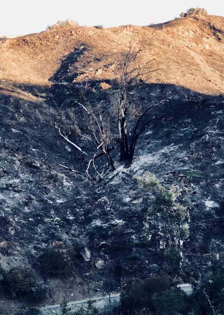 This work is licensed under a Creative Commons Attribution-NonCommercial 4.0 International License by Kenley Neufeld Burnt Tree