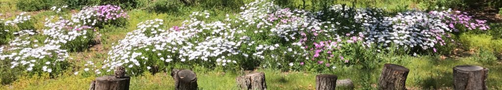 Bed of Flowers